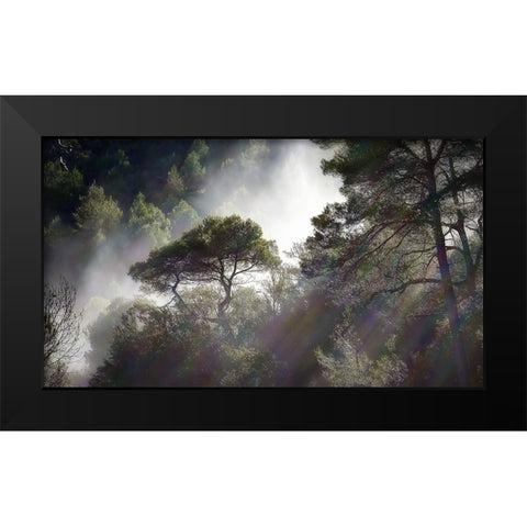 Trees 5 Black Modern Wood Framed Art Print by Lee, Rachel