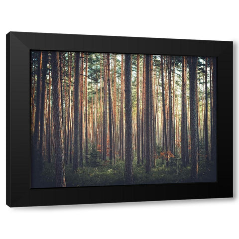 Trees 54 Black Modern Wood Framed Art Print with Double Matting by Lee, Rachel