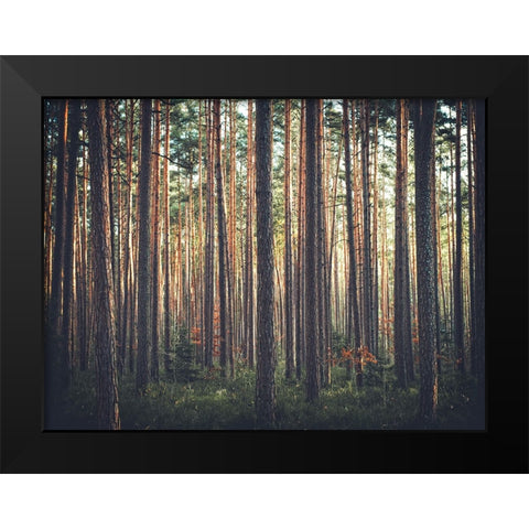 Trees 54 Black Modern Wood Framed Art Print by Lee, Rachel