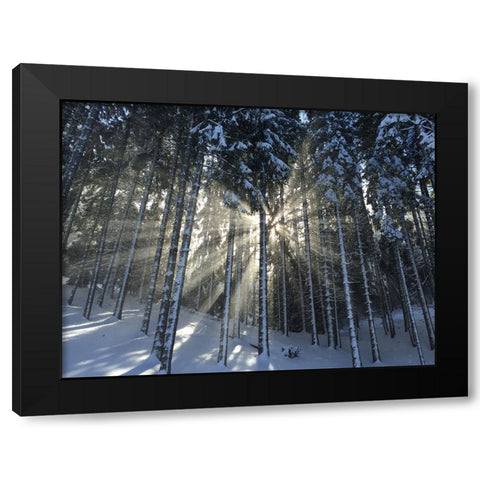 Trees 57 Black Modern Wood Framed Art Print with Double Matting by Lee, Rachel