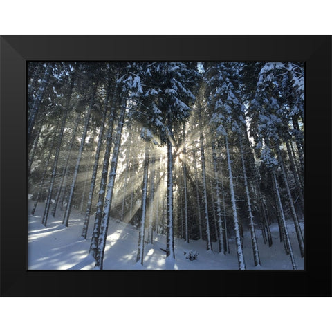 Trees 57 Black Modern Wood Framed Art Print by Lee, Rachel