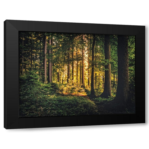 Trees 61 Black Modern Wood Framed Art Print with Double Matting by Lee, Rachel