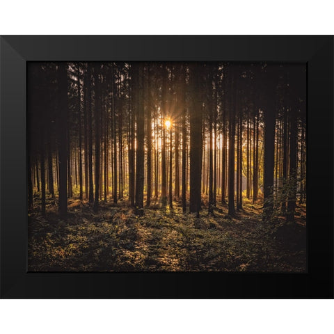 Trees 63 Black Modern Wood Framed Art Print by Lee, Rachel