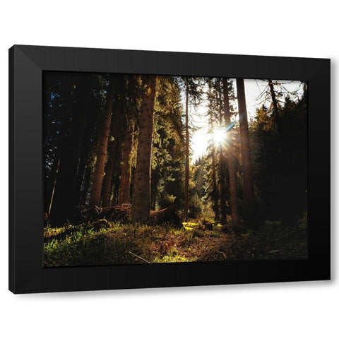 Trees 69 Black Modern Wood Framed Art Print with Double Matting by Lee, Rachel