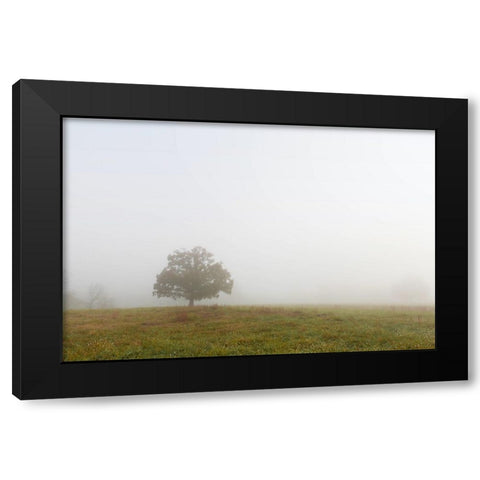 Trees 8 Black Modern Wood Framed Art Print with Double Matting by Lee, Rachel