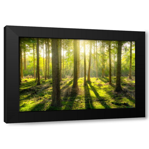 Trees 81 Black Modern Wood Framed Art Print by Lee, Rachel