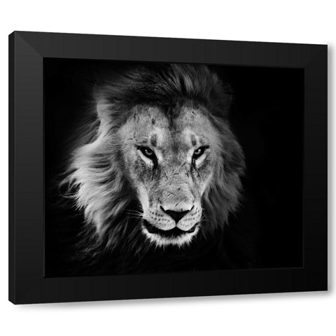 Wildlife 12 Black Modern Wood Framed Art Print with Double Matting by Lee, Rachel