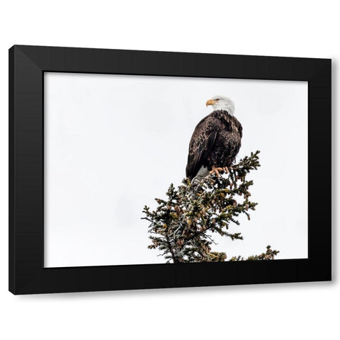 Wildlife 15 Black Modern Wood Framed Art Print by Lee, Rachel
