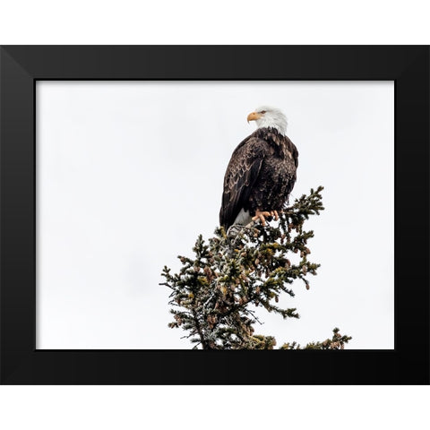 Wildlife 15 Black Modern Wood Framed Art Print by Lee, Rachel