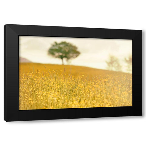 Yellow Meadow Black Modern Wood Framed Art Print by Lee, Rachel