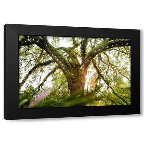 Live Oak Dance Black Modern Wood Framed Art Print by Malone, Will