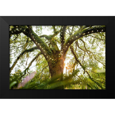 Live Oak Dance Black Modern Wood Framed Art Print by Malone, Will