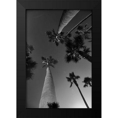 Monochrome Palms Black Modern Wood Framed Art Print by Malone, Will