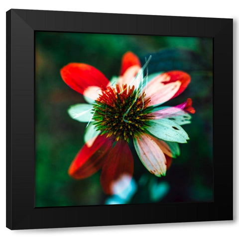 A New Flower Black Modern Wood Framed Art Print by Malone, Will