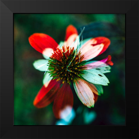 A New Flower Black Modern Wood Framed Art Print by Malone, Will