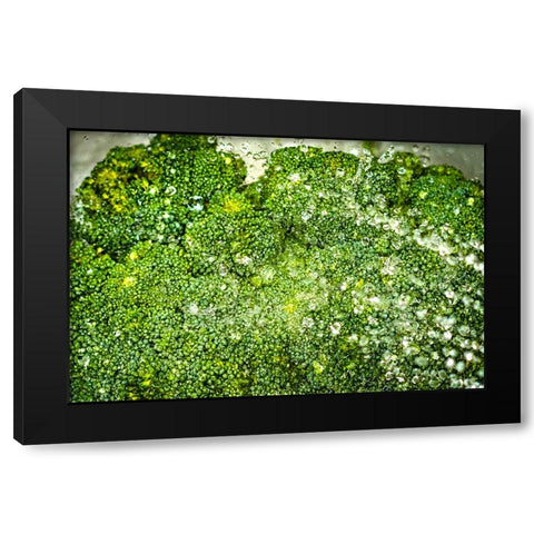 Broccoli Bath Black Modern Wood Framed Art Print with Double Matting by Malone, Will