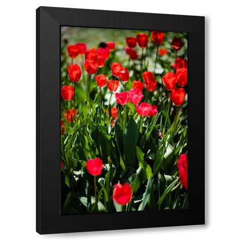 Tulips  Black Modern Wood Framed Art Print with Double Matting by Malone, Will