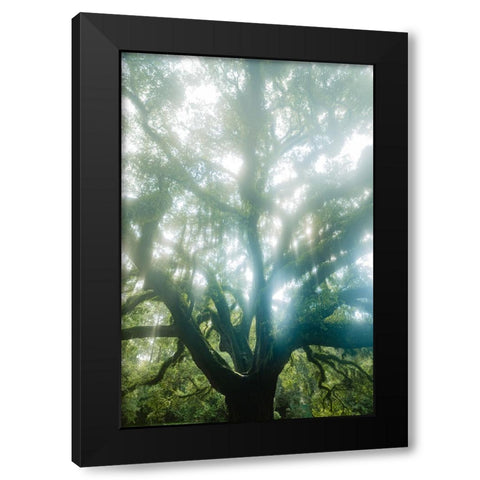 Dream Tree Black Modern Wood Framed Art Print by Malone, Will