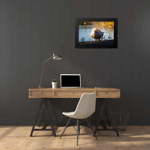 Duck of Lake Ella  Black Modern Wood Framed Art Print by Malone, Will