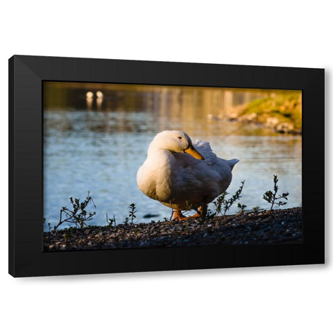 Duck of Lake Ella  Black Modern Wood Framed Art Print with Double Matting by Malone, Will