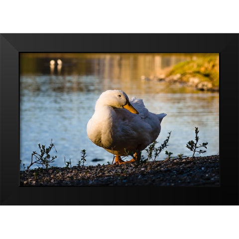 Duck of Lake Ella  Black Modern Wood Framed Art Print by Malone, Will