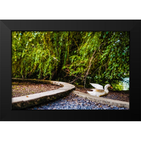 Duck of Lake Ella 2 Black Modern Wood Framed Art Print by Malone, Will