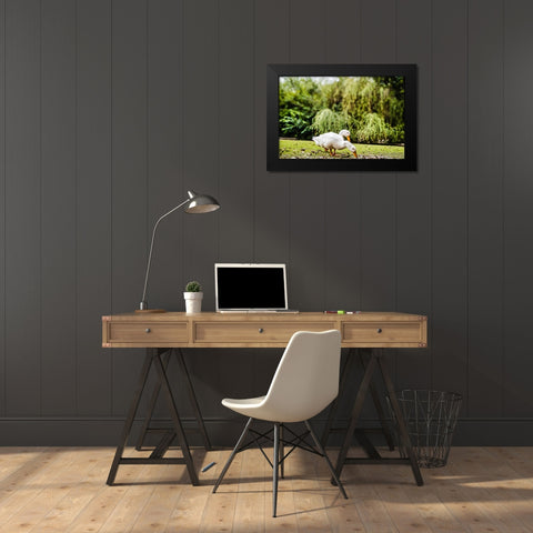Duck of Lake Ella 3 Black Modern Wood Framed Art Print by Malone, Will