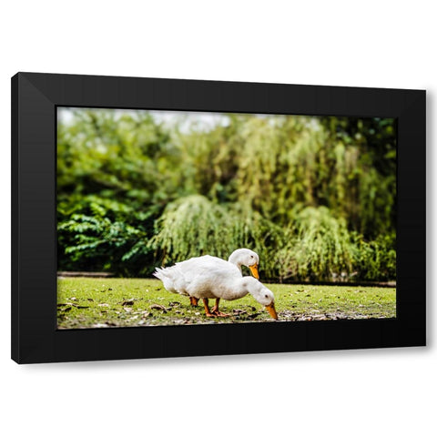 Duck of Lake Ella 3 Black Modern Wood Framed Art Print by Malone, Will