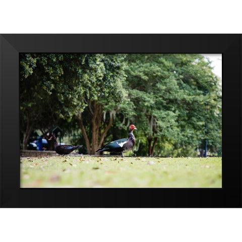 Duck of Lake Ella 4 Black Modern Wood Framed Art Print by Malone, Will