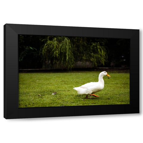 Duck of Lake Ella 5 Black Modern Wood Framed Art Print by Malone, Will