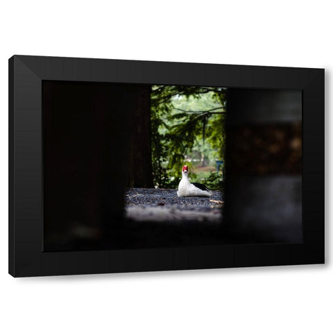 Duck of Lake Ella 6 Black Modern Wood Framed Art Print with Double Matting by Malone, Will