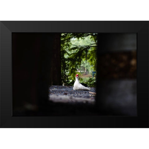 Duck of Lake Ella 6 Black Modern Wood Framed Art Print by Malone, Will