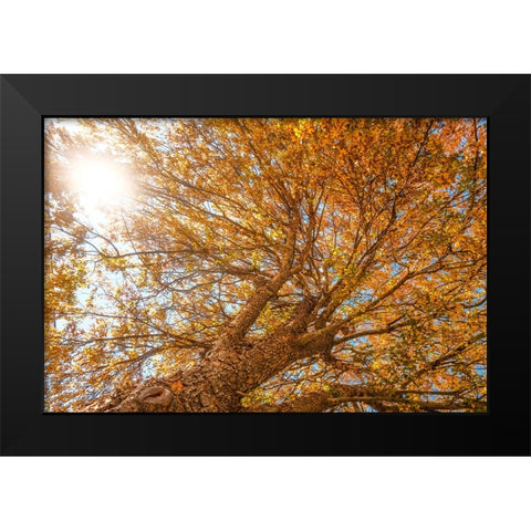 Grand Fall 2 Black Modern Wood Framed Art Print by Malone, Will