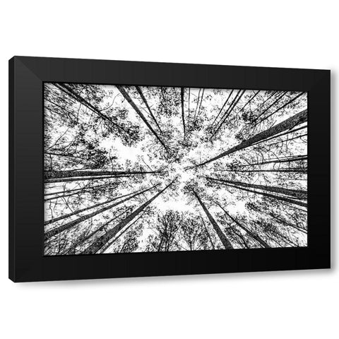 The Pines Black Modern Wood Framed Art Print by Malone, Will