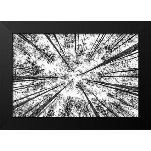The Pines Black Modern Wood Framed Art Print by Malone, Will