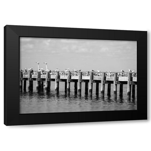 Seagull Hangout Black Modern Wood Framed Art Print with Double Matting by Malone, Will