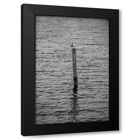 Seagull Hangout 2 Black Modern Wood Framed Art Print by Malone, Will