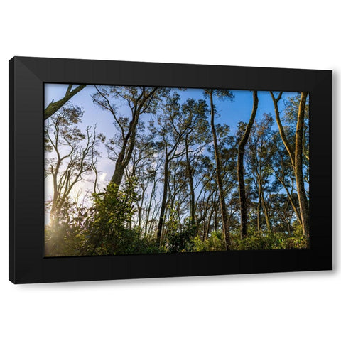 Awake Black Modern Wood Framed Art Print by Malone, Will