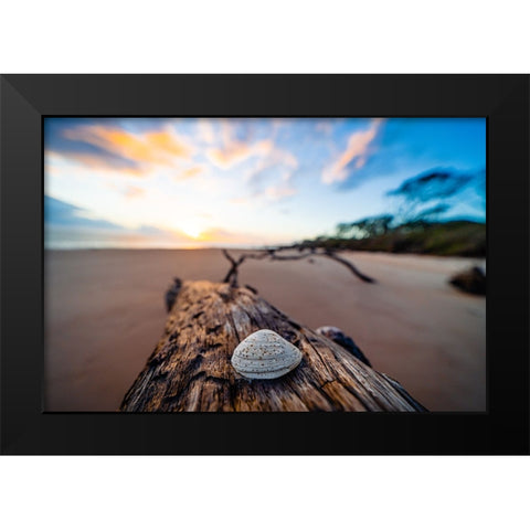 She Sells Seashells Black Modern Wood Framed Art Print by Malone, Will