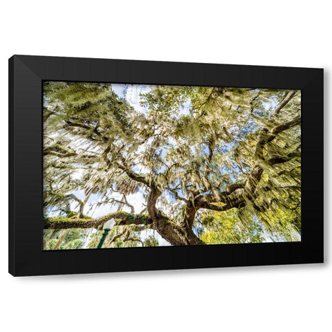 Spanish Moss Black Modern Wood Framed Art Print by Malone, Will