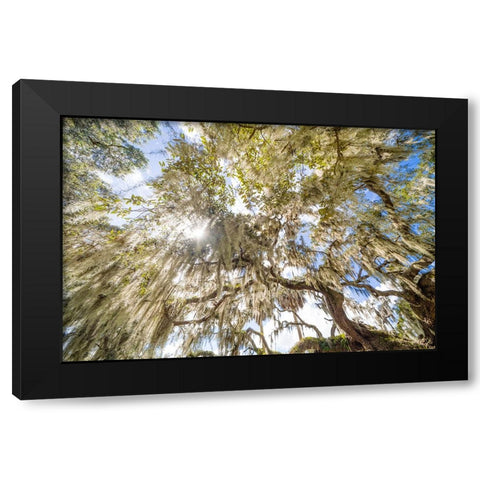 Spanish Moss 2 Black Modern Wood Framed Art Print with Double Matting by Malone, Will