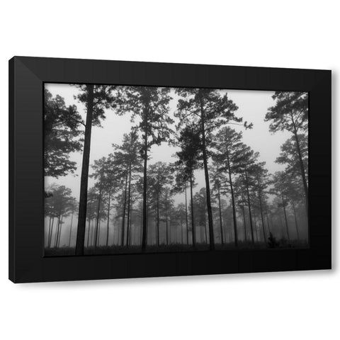 Fog 2 Black Modern Wood Framed Art Print by Malone, Will