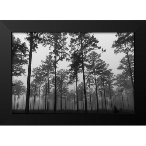 Fog 2 Black Modern Wood Framed Art Print by Malone, Will
