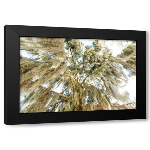 Spanish Moss 3 Black Modern Wood Framed Art Print by Malone, Will