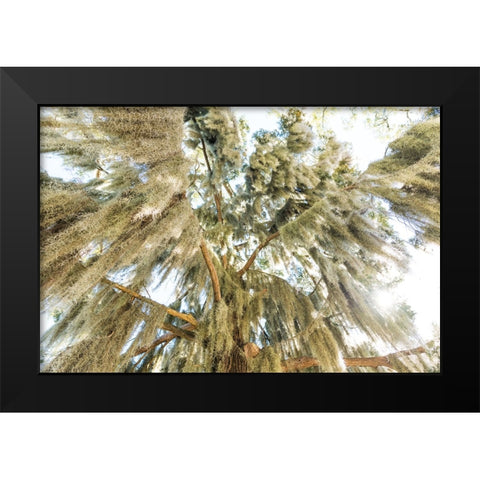 Spanish Moss 3 Black Modern Wood Framed Art Print by Malone, Will