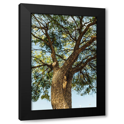 Hill Country 2 Black Modern Wood Framed Art Print with Double Matting by Malone, Will