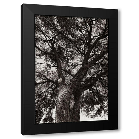 Sepia Tree Black Modern Wood Framed Art Print with Double Matting by Malone, Will
