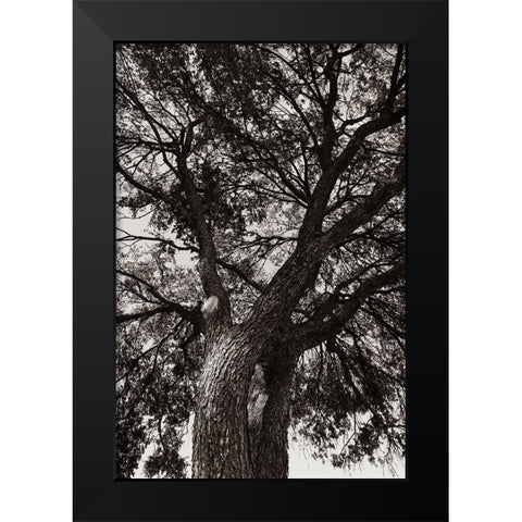 Sepia Tree Black Modern Wood Framed Art Print by Malone, Will