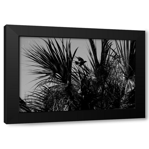 Bird of Palms Black Modern Wood Framed Art Print by Malone, Will
