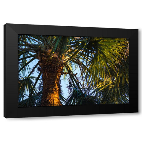 Bird of Paradise Black Modern Wood Framed Art Print by Malone, Will